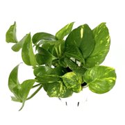 Pothos Golden Easy Air Purifying House Plants, 4 Pot