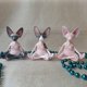 thumbnail image 3 of Gato Sphynx De Meditación Coleccionable Zen Yoga Pose Buda Estatua De Gato Para Decoración De Hogar Y Oficina Noticed HA039928-01, 3 of 6