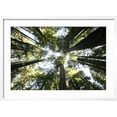 thumbnail image 2 of Art.com Redwoods Photographic Print by Chris Bliss, White Frame Wall Art, 29" x 21", 2 of 5