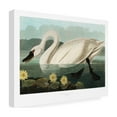 thumbnail image 4 of Pictufy 'Common American Swan From Birds of America 1827' Canvas Art, 4 of 4