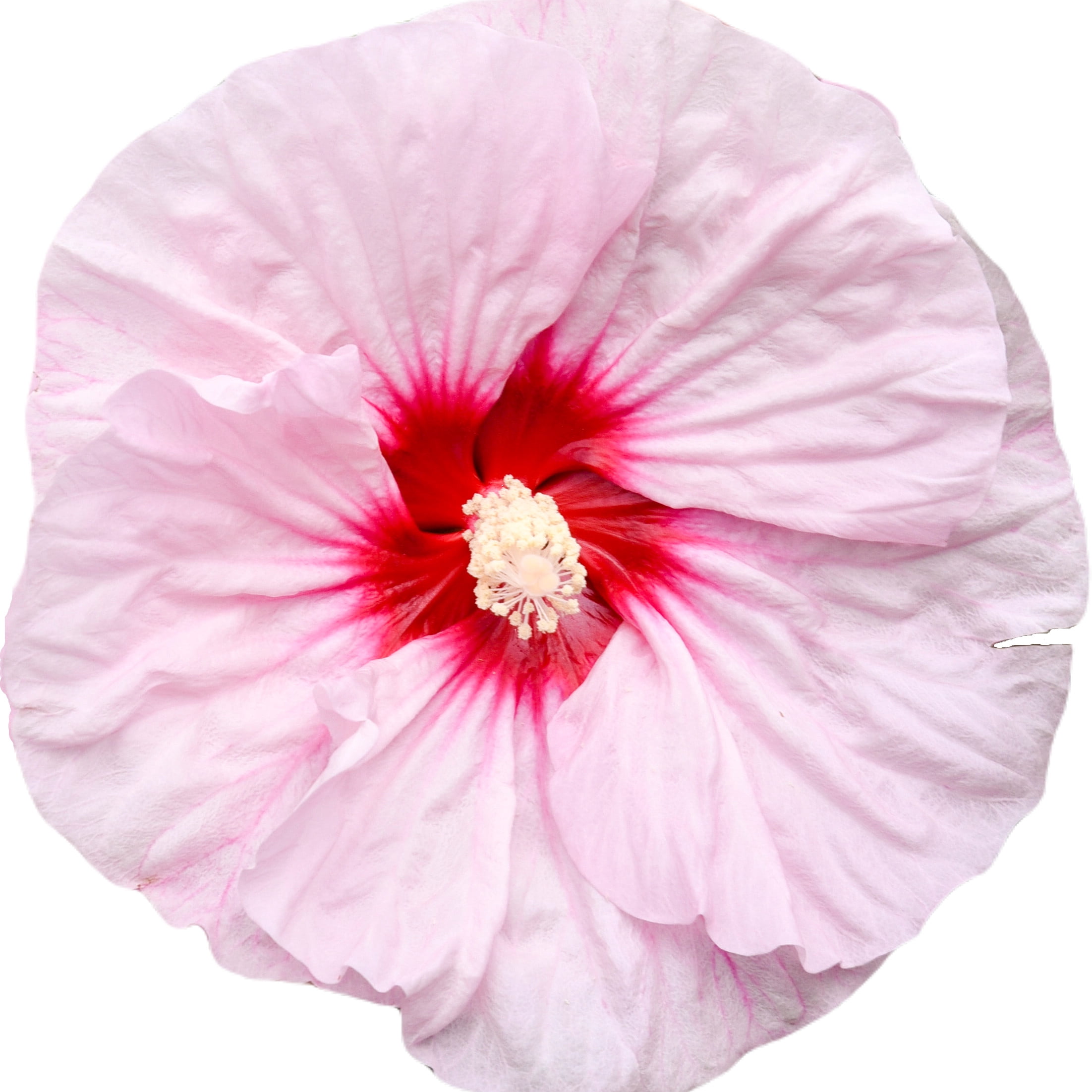 Proven Winners 18" Pink Summerific 'All Eyes on Me' Rose Mallow (Hibiscus hybrid) Perennial Live Plant in 9.38" Pot