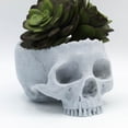 thumbnail image 4 of Clever Contraptions Real-Looking Skull Succulent Planter – Macabre Elegance (Medium), 4 of 9