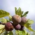 thumbnail image 4 of Bordeaux Fig Tree – Sweet, Dark-Purple Fruit Tree for Home Gardens, 4 of 6