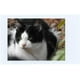thumbnail image 3 of Fujifilm Instax Mini Instant Film, 5 Pack Film Bundle (Total 50 Pictures) FUJIFILM Fuji Instax Mini 8 Film - 5 Pack, 3 of 8