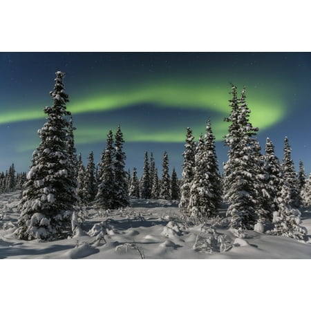Green Aurora Borealis dances over the tops of snow covered black spruce trees moonlight casting shadows on a clear winter night interior Alaska Gakona Alaska United States of America Poster Print by