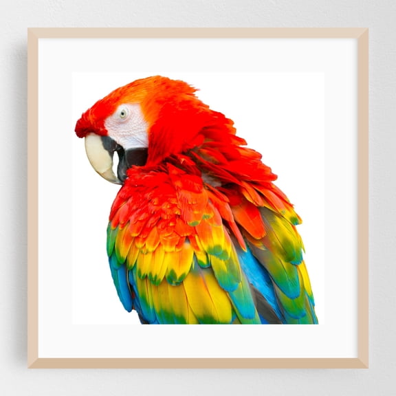Parrot - New Jersey Photography Bird Wildlife Tropical Animal Nature Oak Framed Wall Art Print 12 x 12 inches