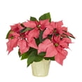 thumbnail image 2 of Holiday Time 1.68QT Pink Poinsettia Live Plant in Decorative Pot Cover, Indirect Sunlight, 2 of 7