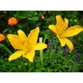 thumbnail image 4 of Daylily Aztec Gold  1 Live 4 Inch Pot  Hemerocallis Plants  Beautiful Low Maintenance Blooming Groundcover, 4 of 6