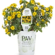 Angle View: Proven Winners 8" Yellow and Green Sanvitalia Live Plant Hanging Basket