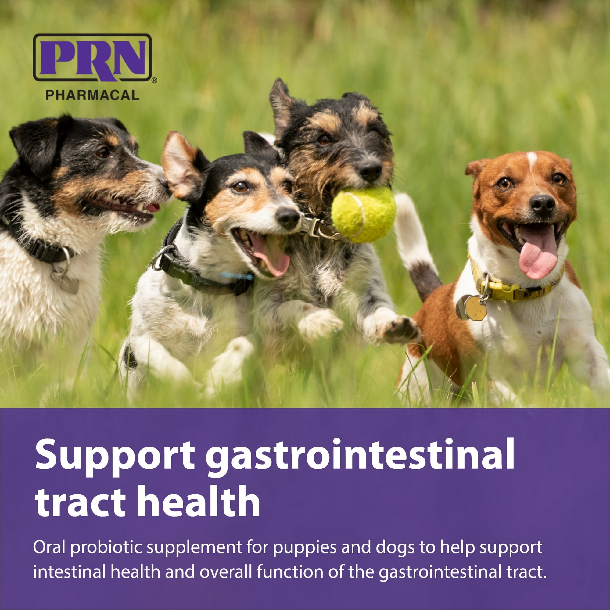 PRN Pharmacal Gastromate Canine IGY - Dog and Puppy Oral Probiotic Supplement to Help Support Digestive Health - With Antioxidants, Vitamins, Dietary Fiber - Salmon and Pork Flavoring - 12 mL Syringe