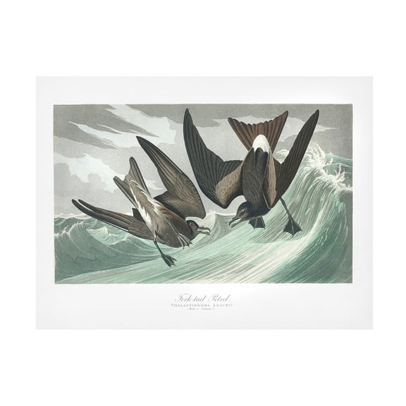 Trademark Fine Art Pictufy Fork Tailed Petrel From Birds of America 1827 Canvas Wall Art