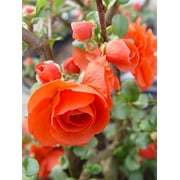 Double Take Orange™ Quince
