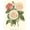 Unframed, variant on Art.com Vintage Roses II Art Print by Vision Studio, 12" x 16"