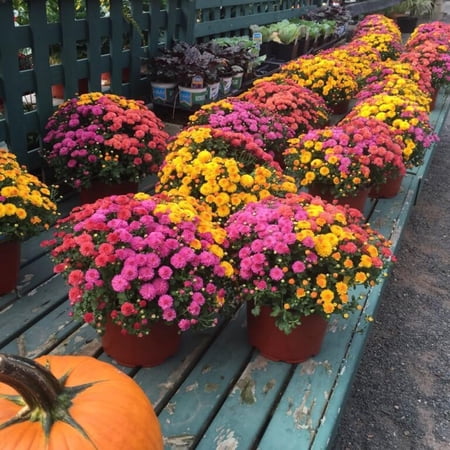 2 Assorted Chrysanthemum Plants Live, Vibrant Mum Flower Plants for Garden Landscape from 5 Inc Long