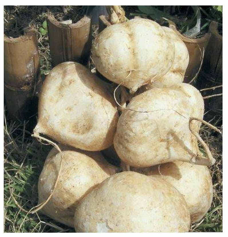 Buy Jicama Root Seeds 20 Large Seeds Thai Jicama. Jicama Plants