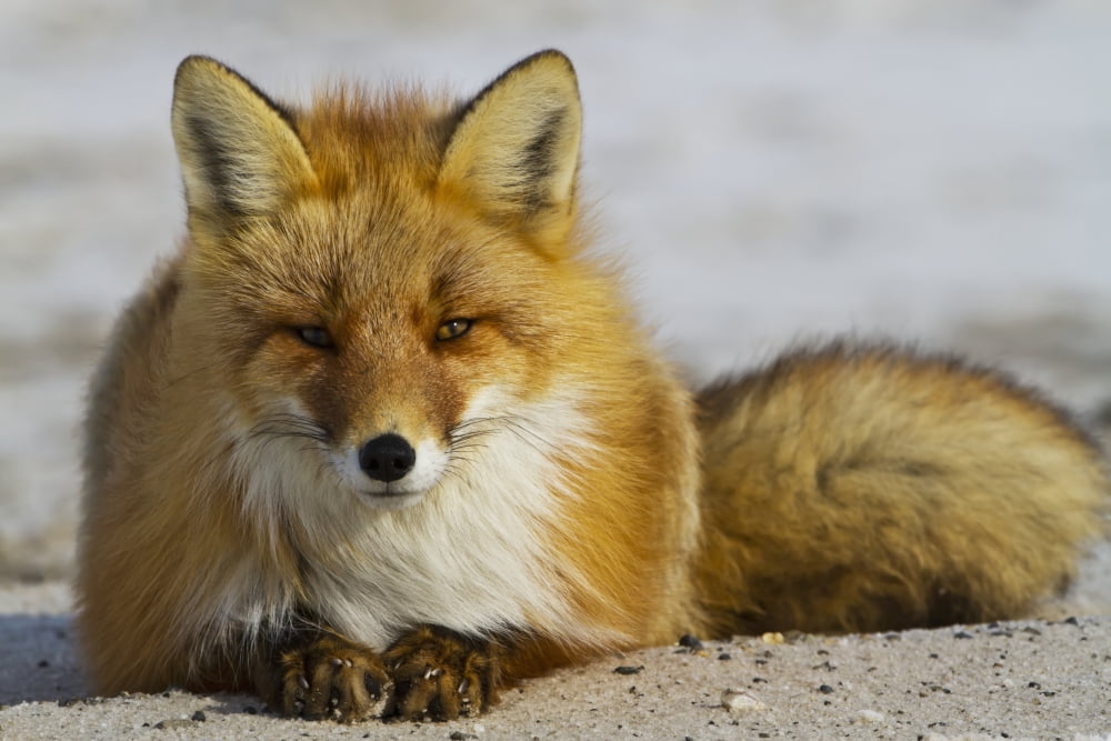 Red fox resting on melting snow on Arctic tundra early spring Arctic