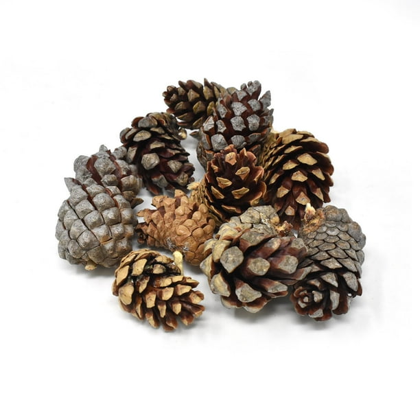 Small Natural Jack Pine Cones, Natural, 10Piece