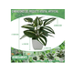 thumbnail image 2 of 4 Macetas Xtellar Plantas Artificiales Macetas Decorativas Bonsai blanco, 2 of 4