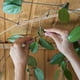 thumbnail image 5 of Clips de soporte para plantas Clip reutilizable para encuadernación de plantas para tomate vegetal 100/200 Uds., 5 of 7