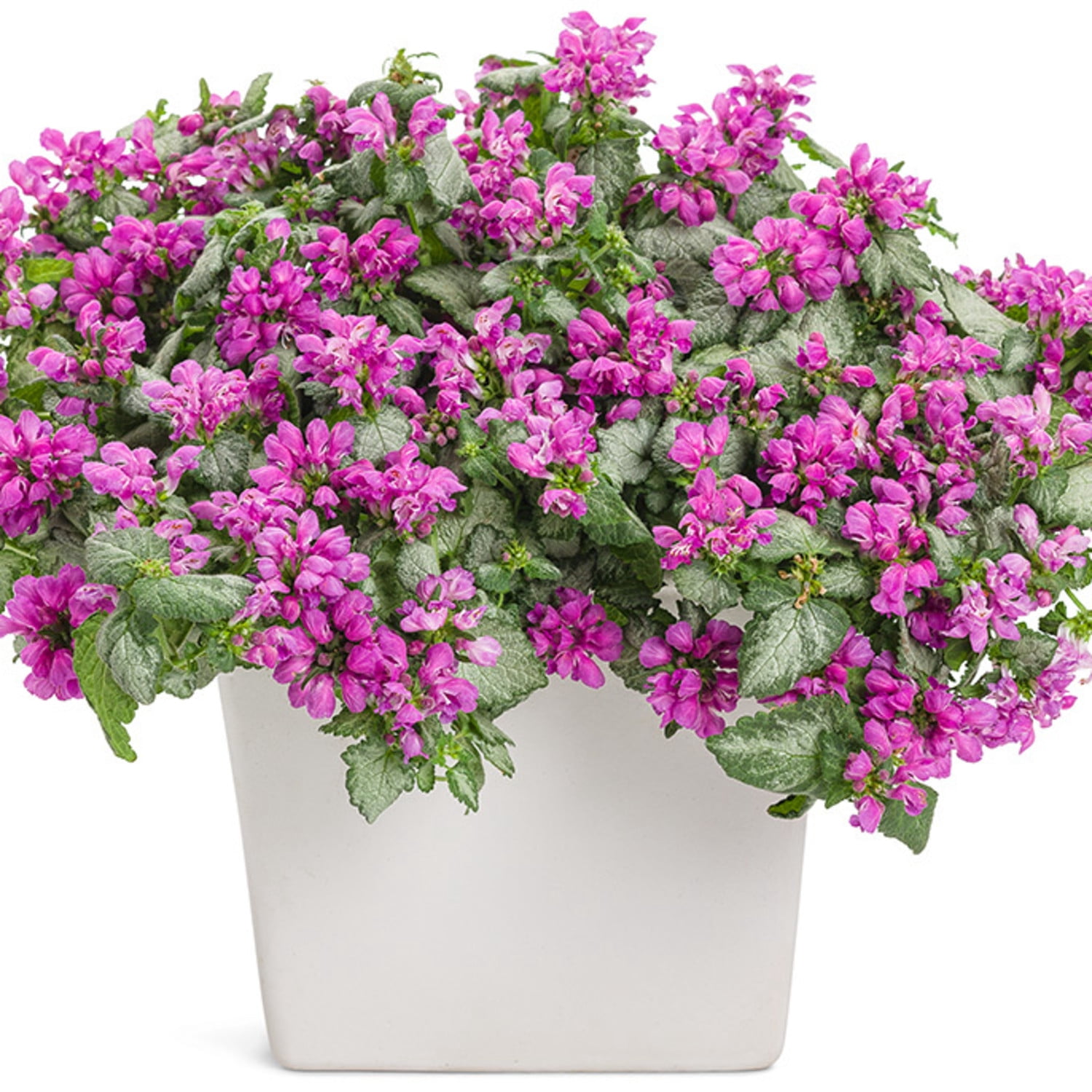 Proven Winners 5" Purple Chablis Dead Nettle Live Plant in 4.5" Pot (4 Count)