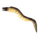 thumbnail image 4 of Figura Animal modelo de anguila marina altamente simulada juguete realista de Anguila Moray modelo Animal cognitivo para niños, 4 of 8
