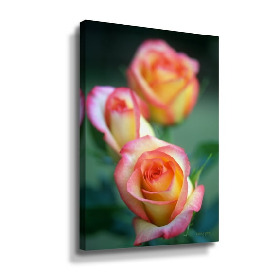 ArtWall Kathy Yates Rose Trio Wall Art