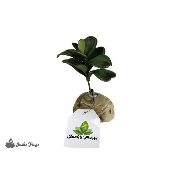 Josh's Frogs Artificial Jade Succulent Reptile Terrarium Decor