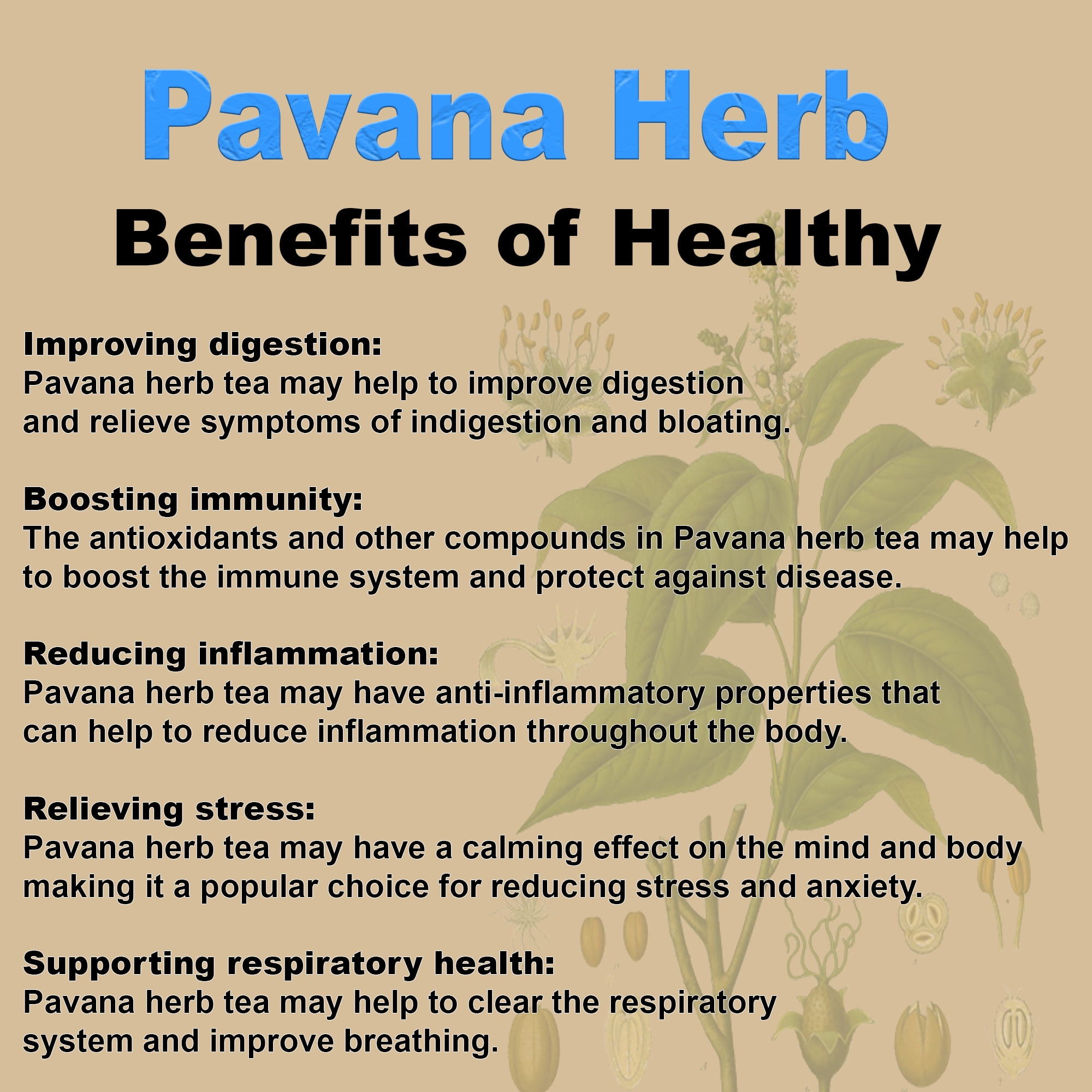 Pavana Herb | Croton Pavana | Wildcrafted from the Hills of Jamaica | Resealable Pouch for Freshness | 1oz