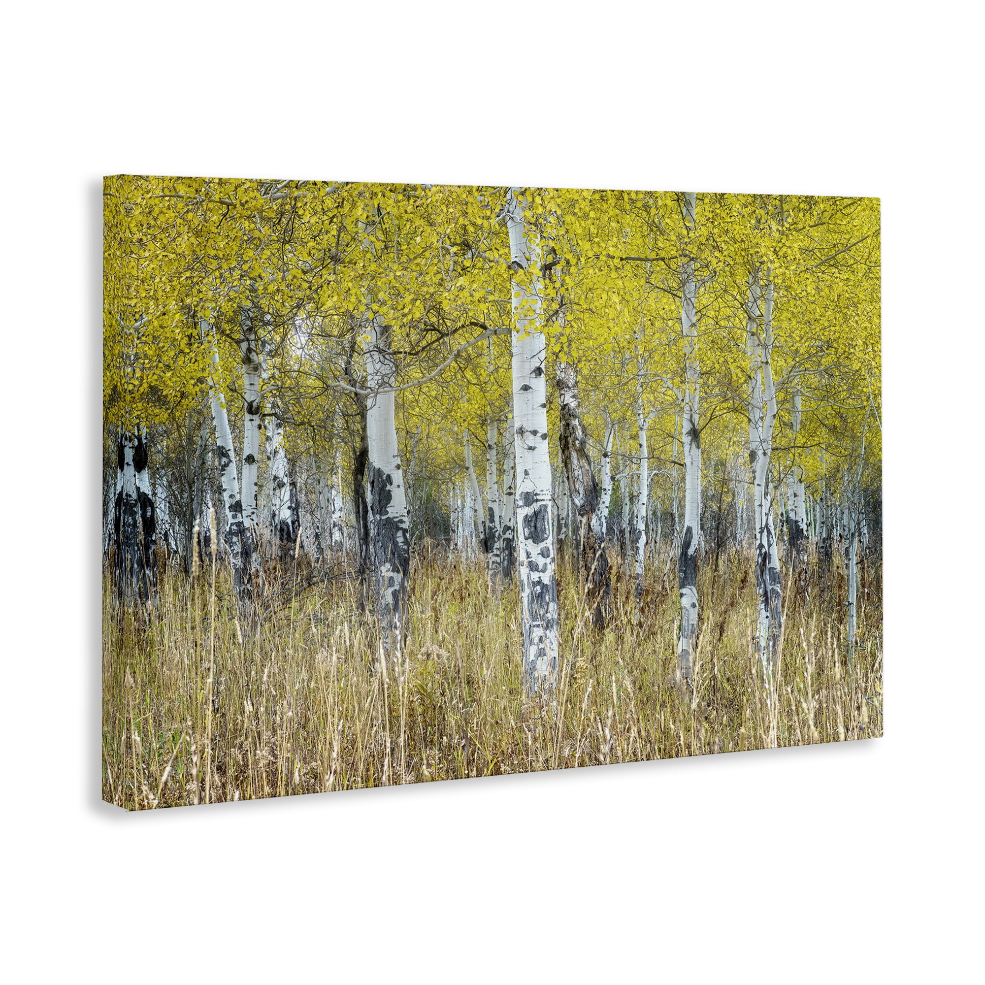 Stupell Industries Dense Birch Trees Landscape & Nature Photography Wrapped Canvas Art Print Wall Art, 30 x 20