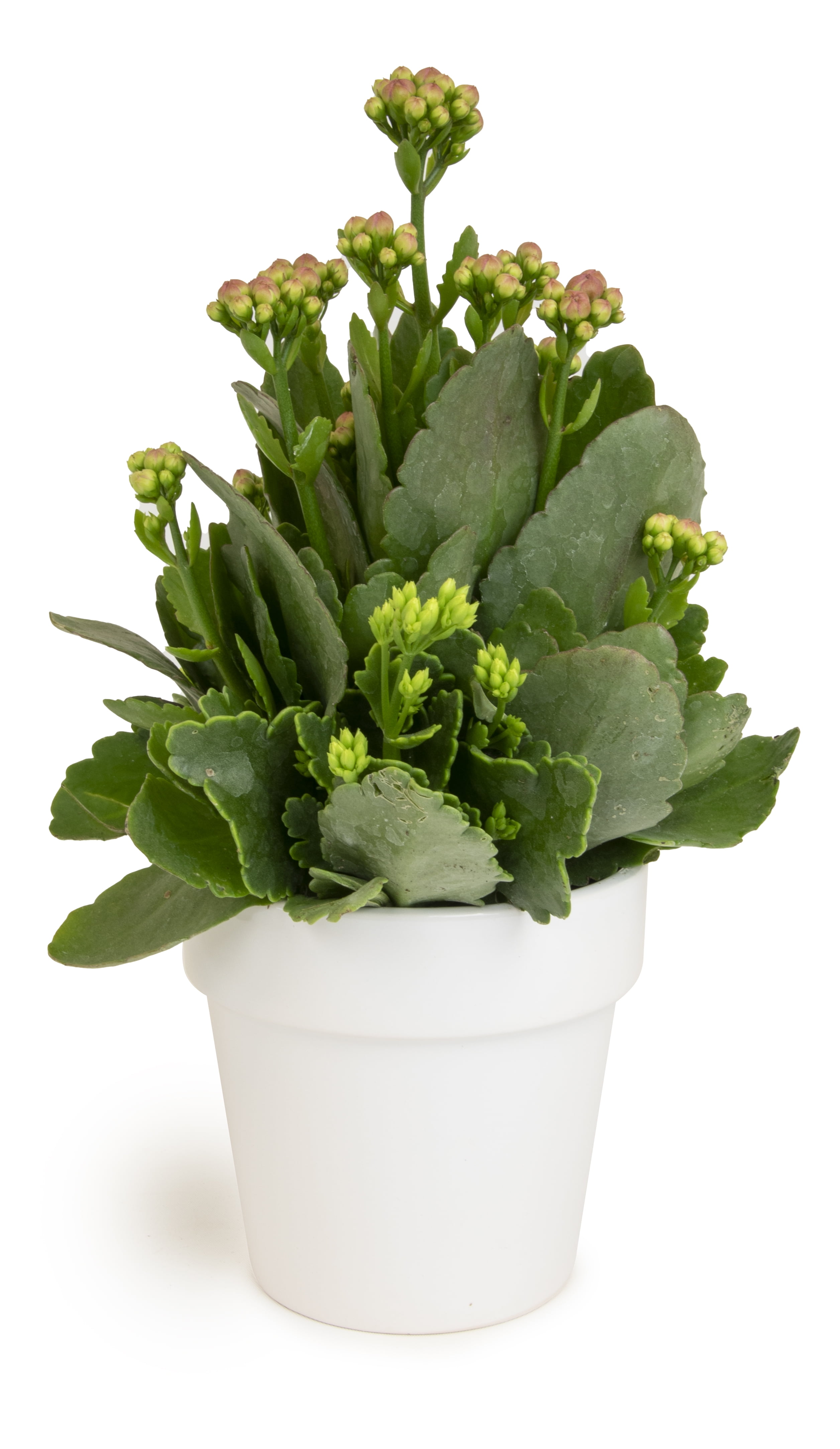 Altman Plants 3.5" Assorted Kalanchoe in White Ceramic Pot