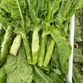 thumbnail image 5 of HJADGG Chinese Celtuce Seeds, Asian Spring Tower, Heirloom Vegetable, 350 Seeds, 5 of 5