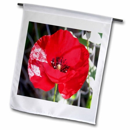3dRose Scarlet Poppy - poppies, remembrance day, armistice day, remembrance, wildflower, corn poppy - Garden Flag, 12 by 18-inch