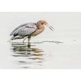 thumbnail image 2 of Lake, Shelley 32x24 White Modern Wood Framed Museum Art Print Titled - Reddish Egret, 2 of 4