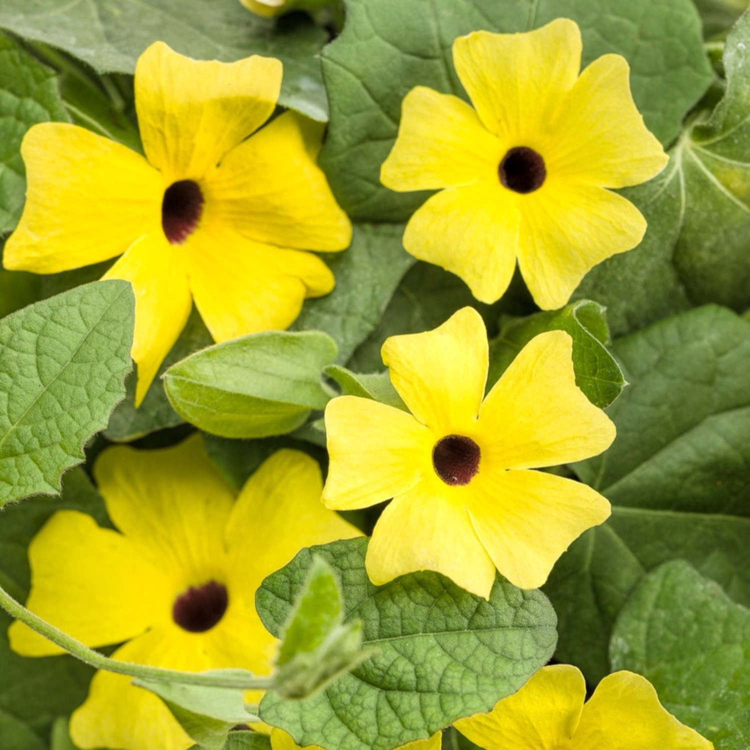 Proven Winners 8" Yellow Lemon A-Peel Black-Eyed Susan Vine Live Plant in 6.5" Pot