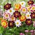 thumbnail image 1 of HJADGG 30+ Dahlia Mignon-Flower Mix, 1 of 8