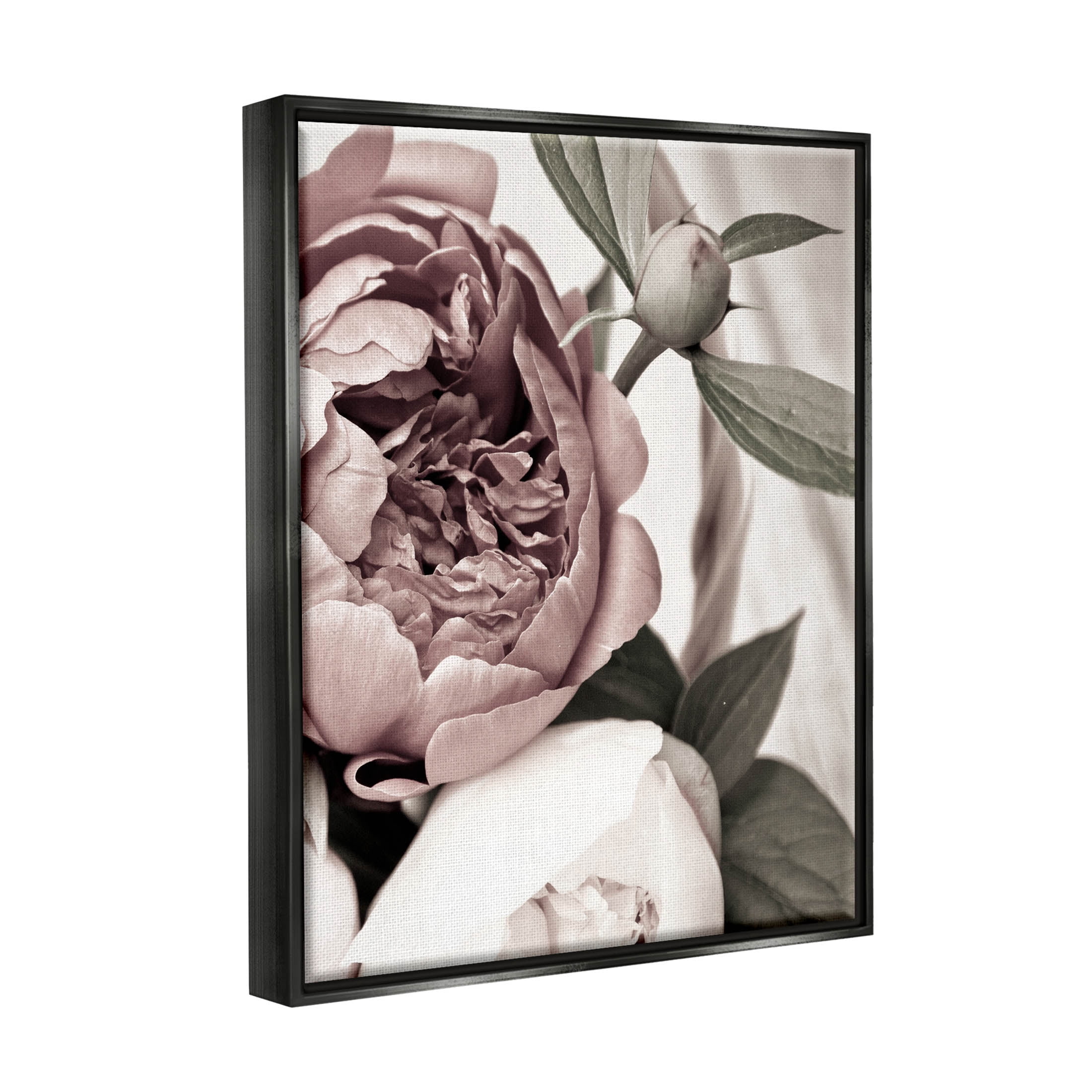 Blooming Peony Flower Buds Botanical & Floral Photograph Jet Black Framed Art Print Wall Art