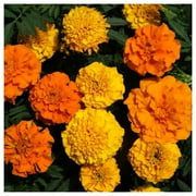 Everwilde Farms - 500 Petite Mix French Marigold Garden Flower Seeds - Gold Vault Jumbo Bulk Seed Packet