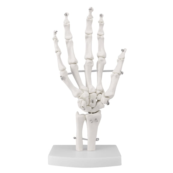 Eztrain Human Hand Joint Model, Flexible 1:1 Scientific Life Size