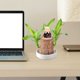 thumbnail image 5 of Basimu Kung Funny Little Monk Little Car Office Desktop Flower Pot Mini Ornament, 5 of 5