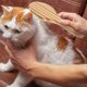 thumbnail image 3 of EeaseMX Peine de limpieza para mascotas con arcoíris colorido, peine con pasadores ondulados y mango de madera para perros y cachorros., 3 of 7