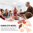 thumbnail image 4 of Modèles d'Organisation Humaine Outil Éducatif en PVC pour Aides Pédagogiques Apprentissage en Classe 2 Ensembles, 4 of 8