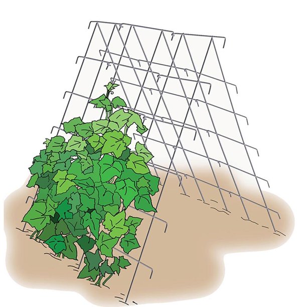 Cucumber Garden Growing Support