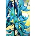 thumbnail image 2 of Blue jade plant; Hawaii  United States of America Poster Print, 2 of 2