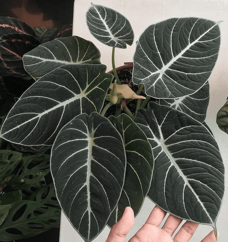 Black Velvet Alocasia Live Plant, Alocasia Indoor Houseplant for Home or Office, 5–7 Inch Tall
