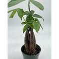thumbnail image 3 of Money Tree, Pachira aquatica, water chestnut, very large bonsai plant, Perfect Houseplant, Guiana Malabar, in a 4 inch pot ready for 6 inch, 3 of 8