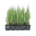 thumbnail image 2 of Blue Point Juniper - 9 Live 4 Inch Pots - Juniperus Chinensis - Evergreen Screening Tree, 2 of 8
