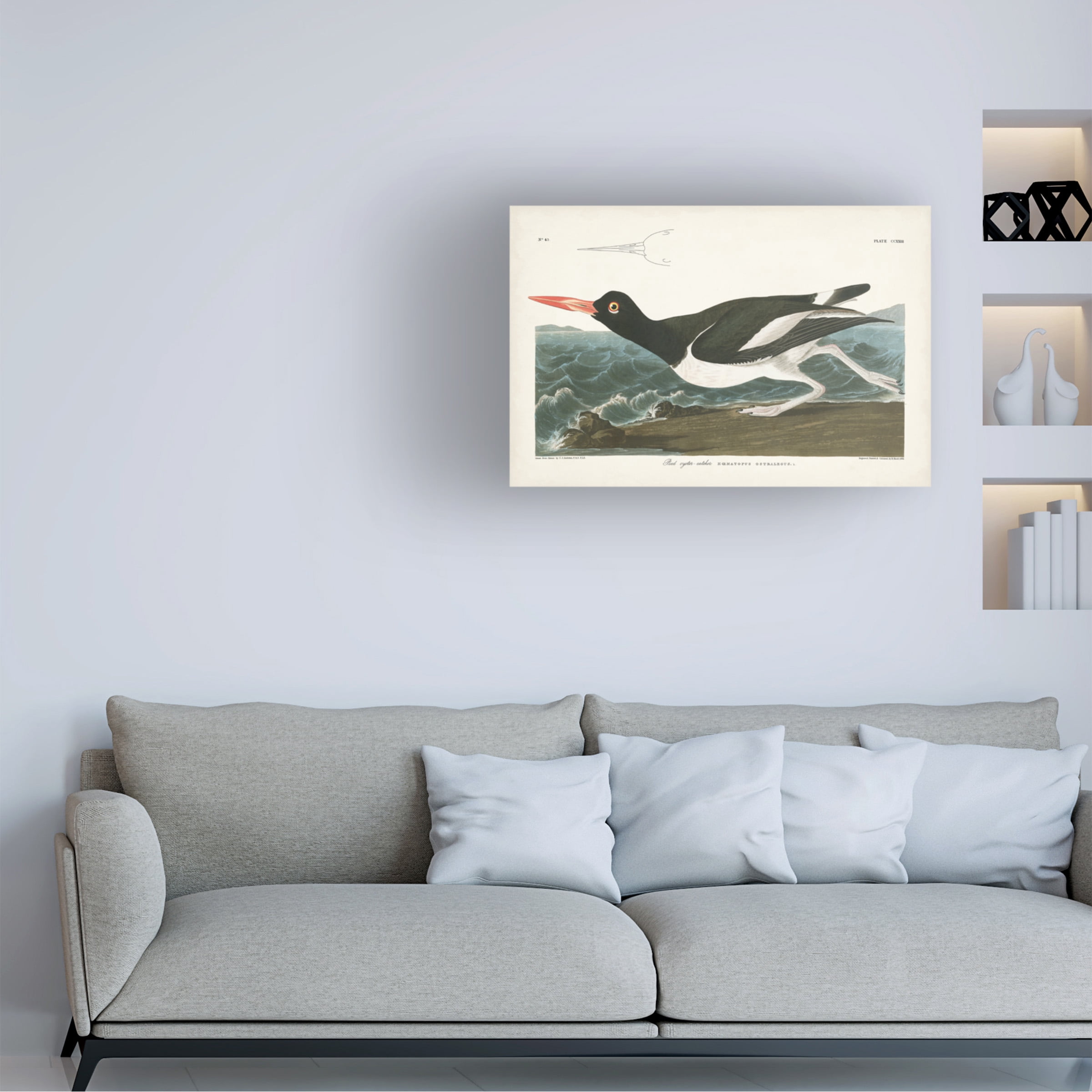 John James Audubon 'Pied Oyster Catcher' Canvas Art
