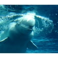 thumbnail image 2 of CafePress - Close Up Of A Beluga Whale 5 Throw Blanket - Soft Fleece Throw Blanket, 50"x60" for All Ages, 2 of 2