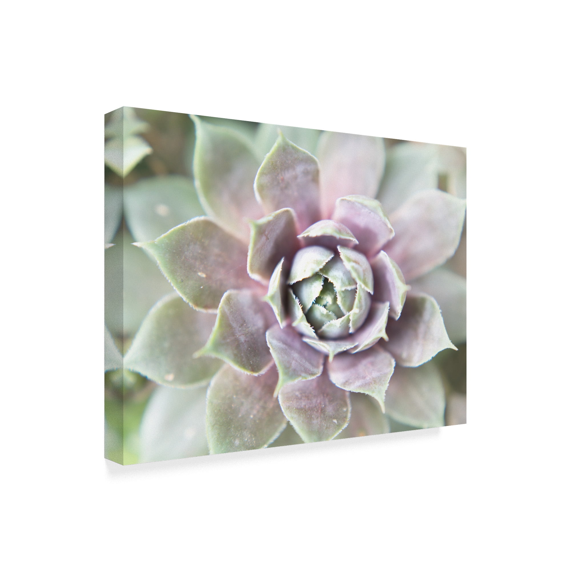 Trademark Fine Art 'Succulent Glow II' Canvas Art by Jason Johnson