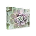 thumbnail image 2 of Trademark Fine Art 'Succulent Glow II' Canvas Art by Jason Johnson, 2 of 4